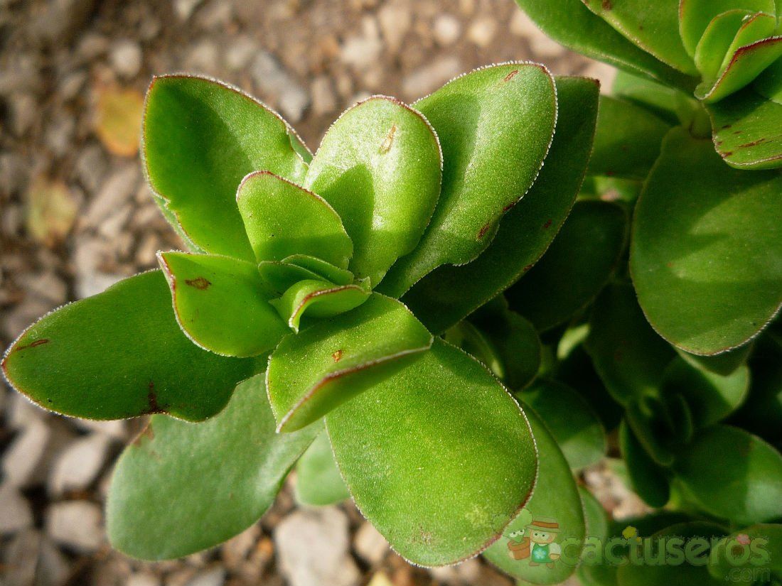 A photo of Crassula undulata