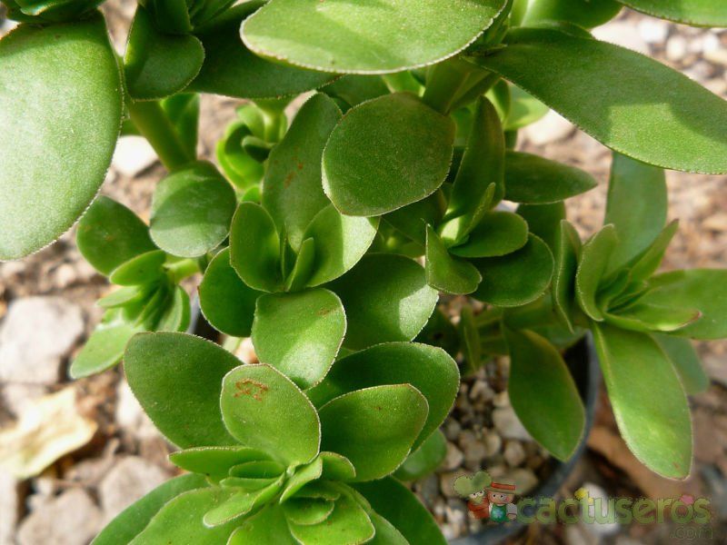 A photo of Crassula undulata