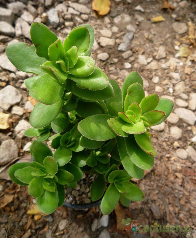 A photo of Crassula undulata