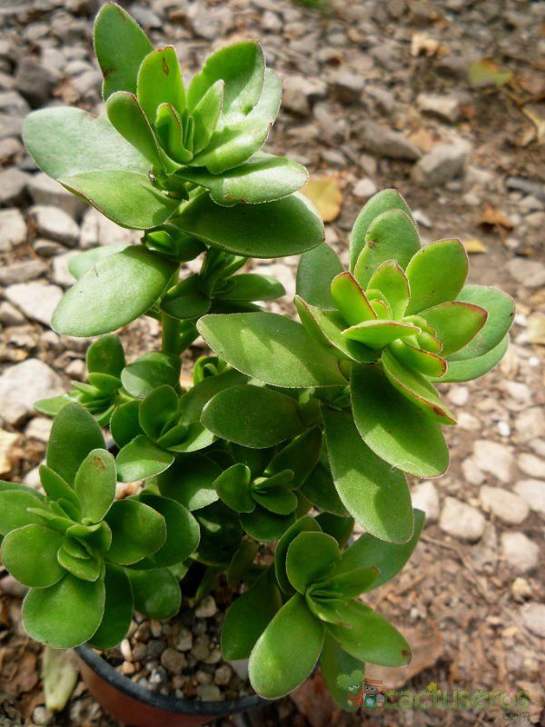 A photo of Crassula undulata