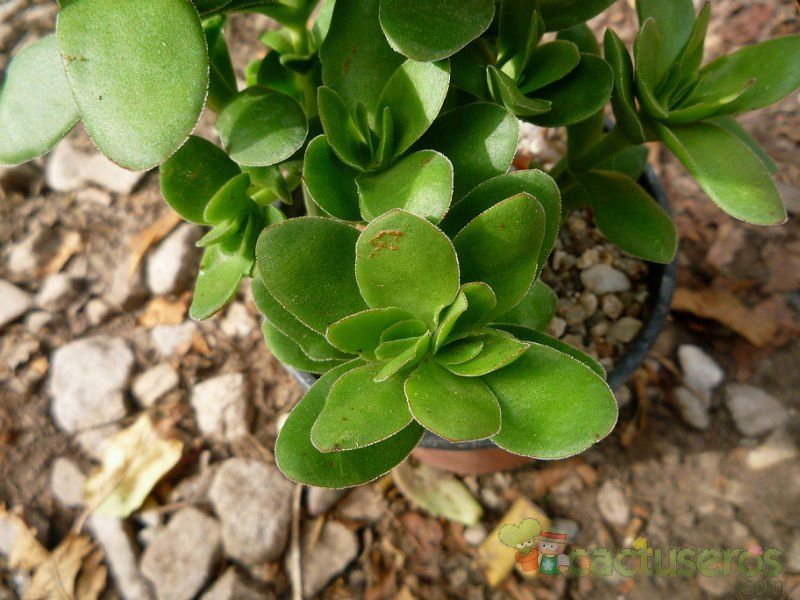 A photo of Crassula undulata