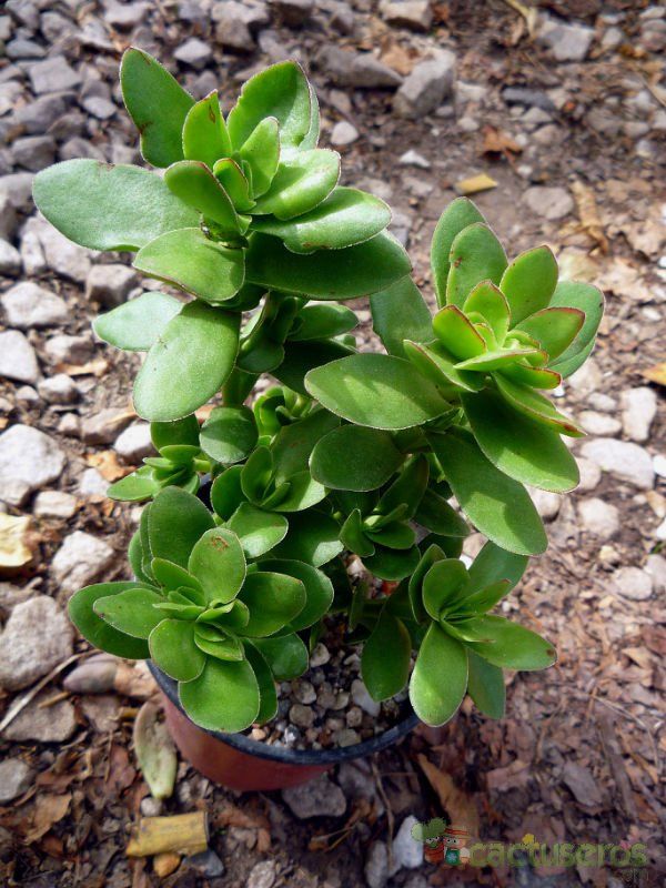 A photo of Crassula undulata