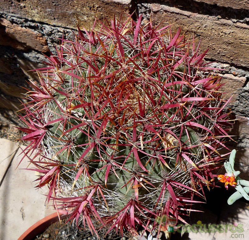 A photo of Ferocactus cylindraceus subsp. lecontei 