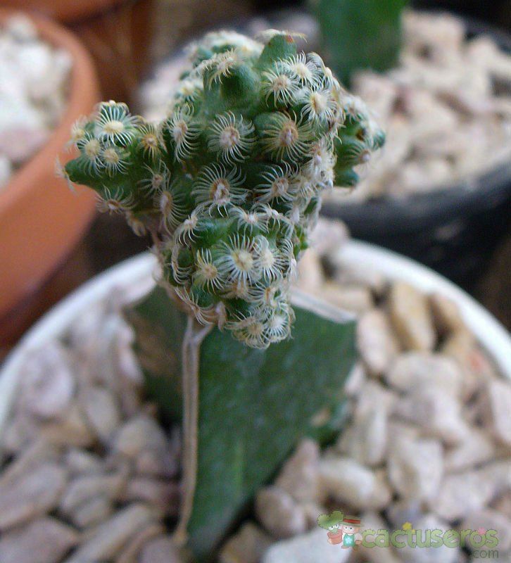A photo of Mammillaria saboae