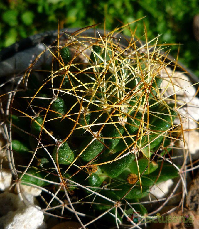 A photo of Mammillaria decipiens ssp. camptotricha