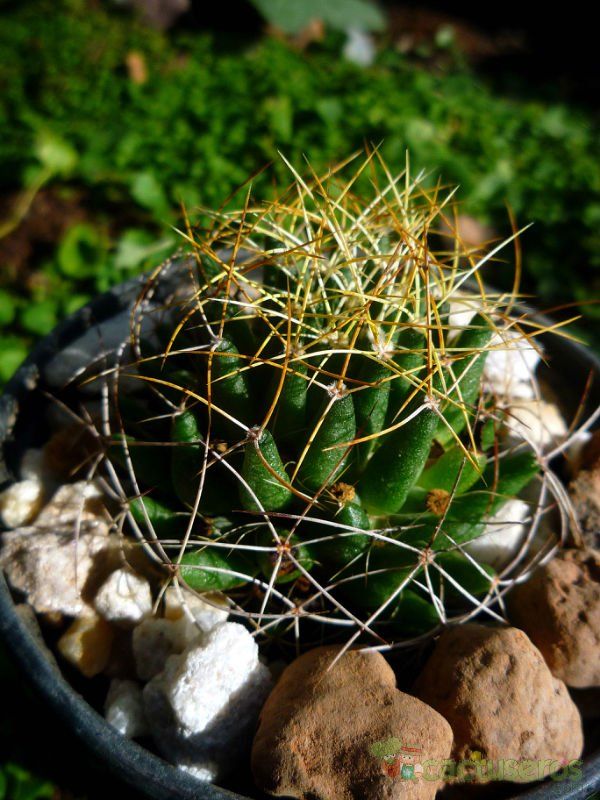 A photo of Mammillaria decipiens ssp. camptotricha