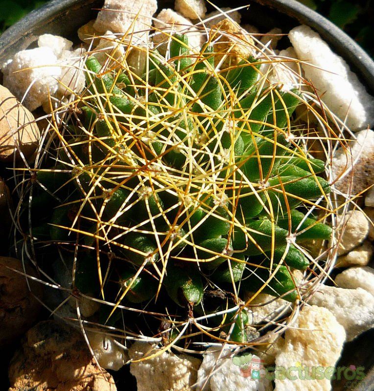 A photo of Mammillaria decipiens ssp. camptotricha