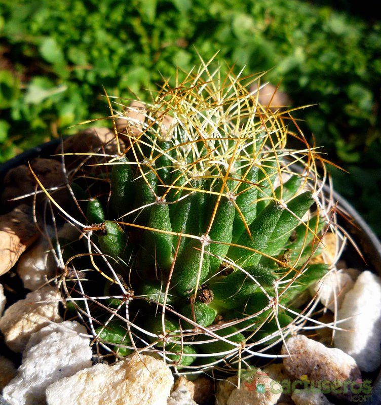 A photo of Mammillaria decipiens ssp. camptotricha