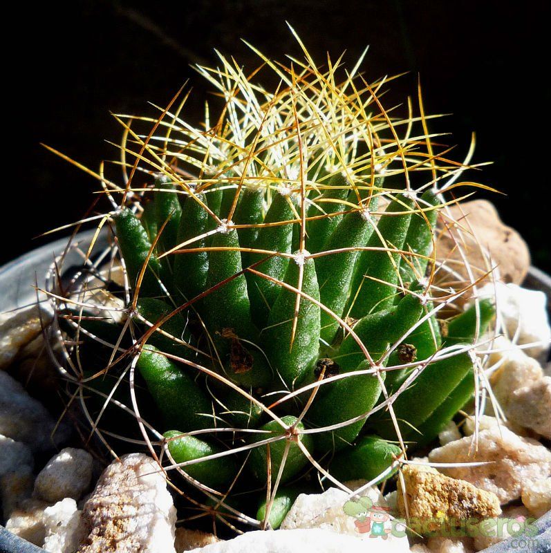 A photo of Mammillaria decipiens ssp. camptotricha