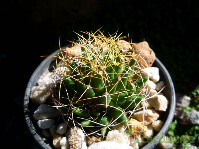 A photo of Mammillaria decipiens ssp. camptotricha