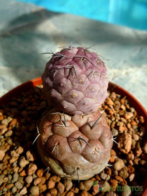A photo of Tephrocactus geometricus