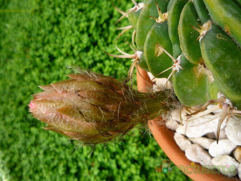 A photo of Echinopsis pugionacantha