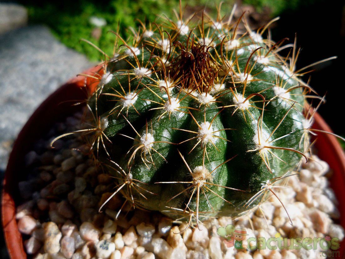 A photo of Parodia schwebsiana