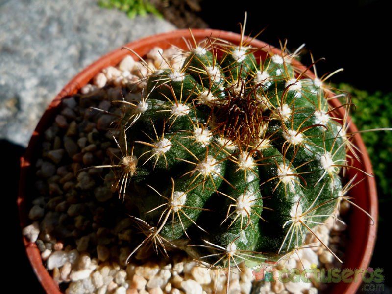 A photo of Parodia schwebsiana