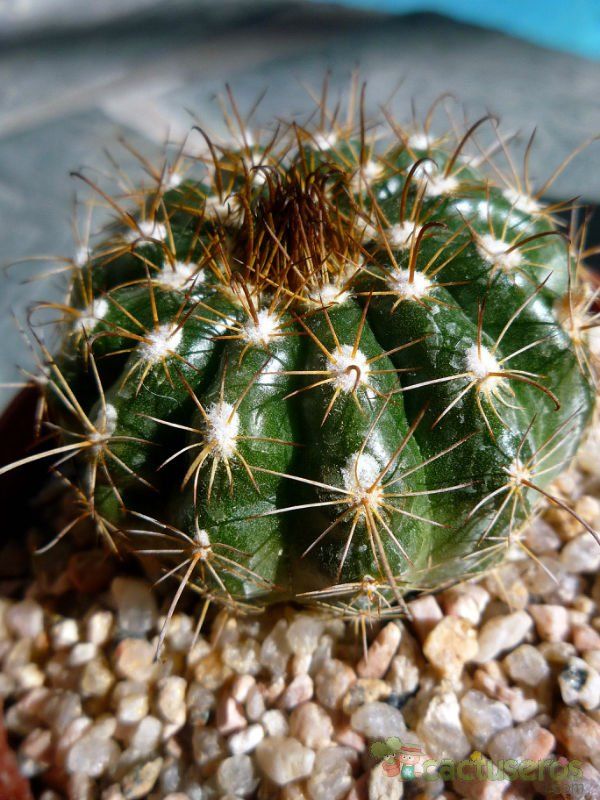 A photo of Parodia schwebsiana