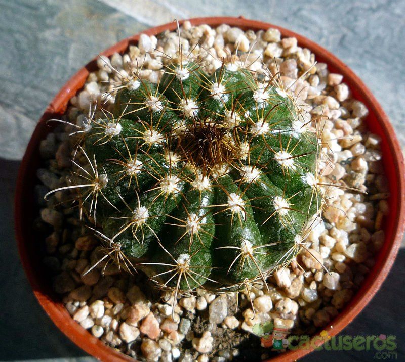 A photo of Parodia schwebsiana