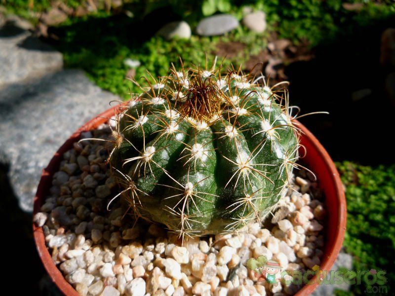 A photo of Parodia schwebsiana