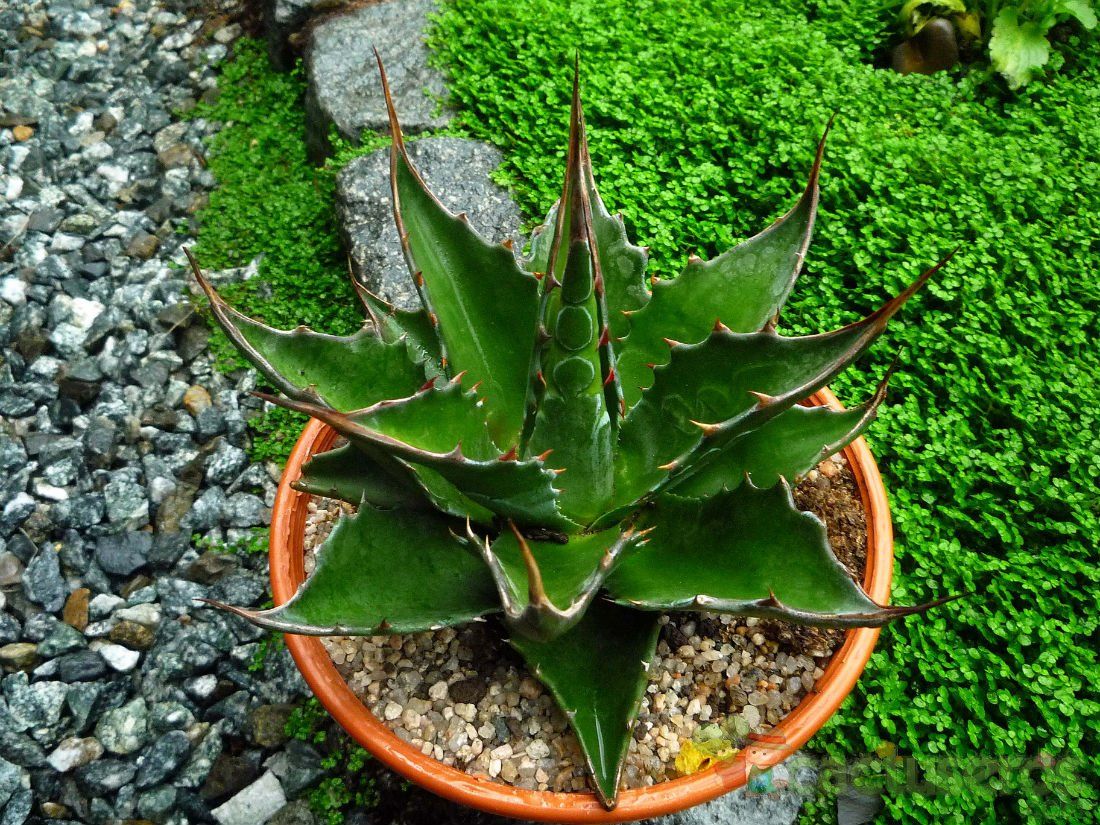 A photo of Agave montana  