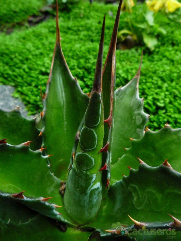 A photo of Agave montana  
