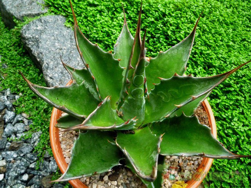 A photo of Agave montana  