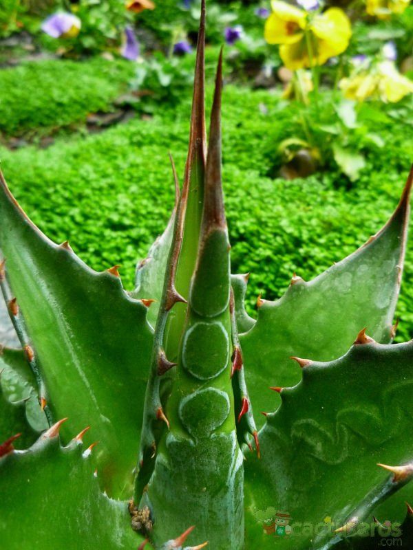 A photo of Agave montana  