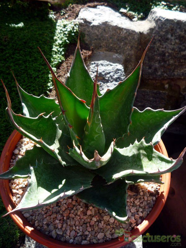 A photo of Agave montana  