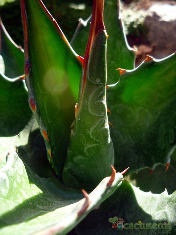 A photo of Agave montana  