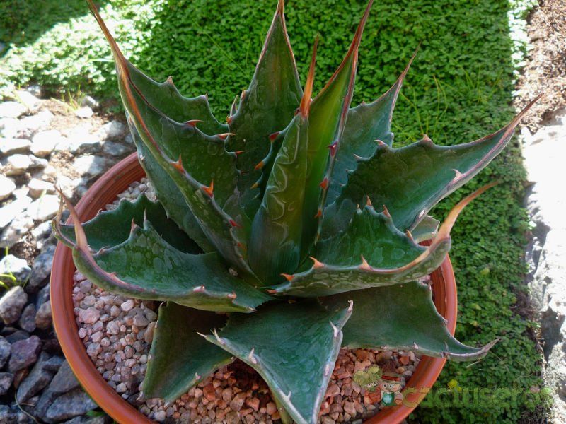 A photo of Agave montana  