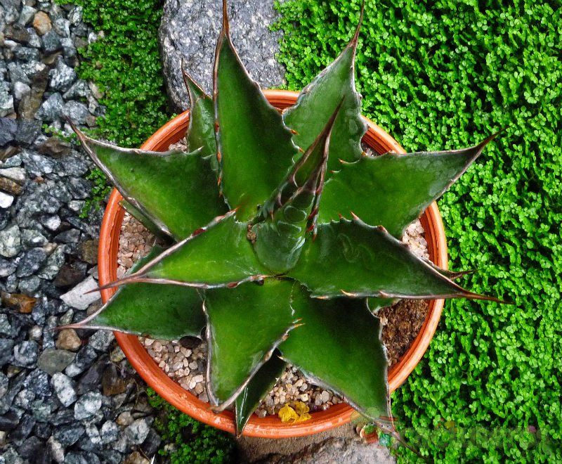 A photo of Agave montana  