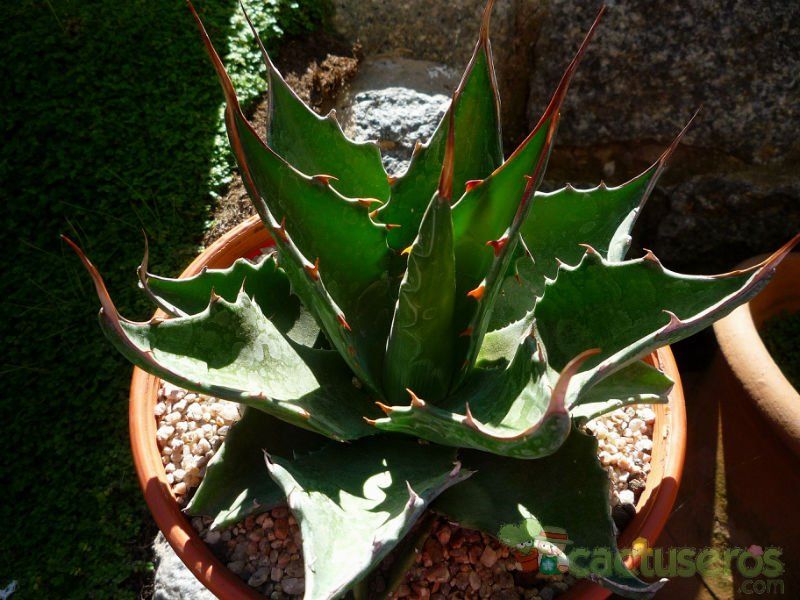 A photo of Agave montana  