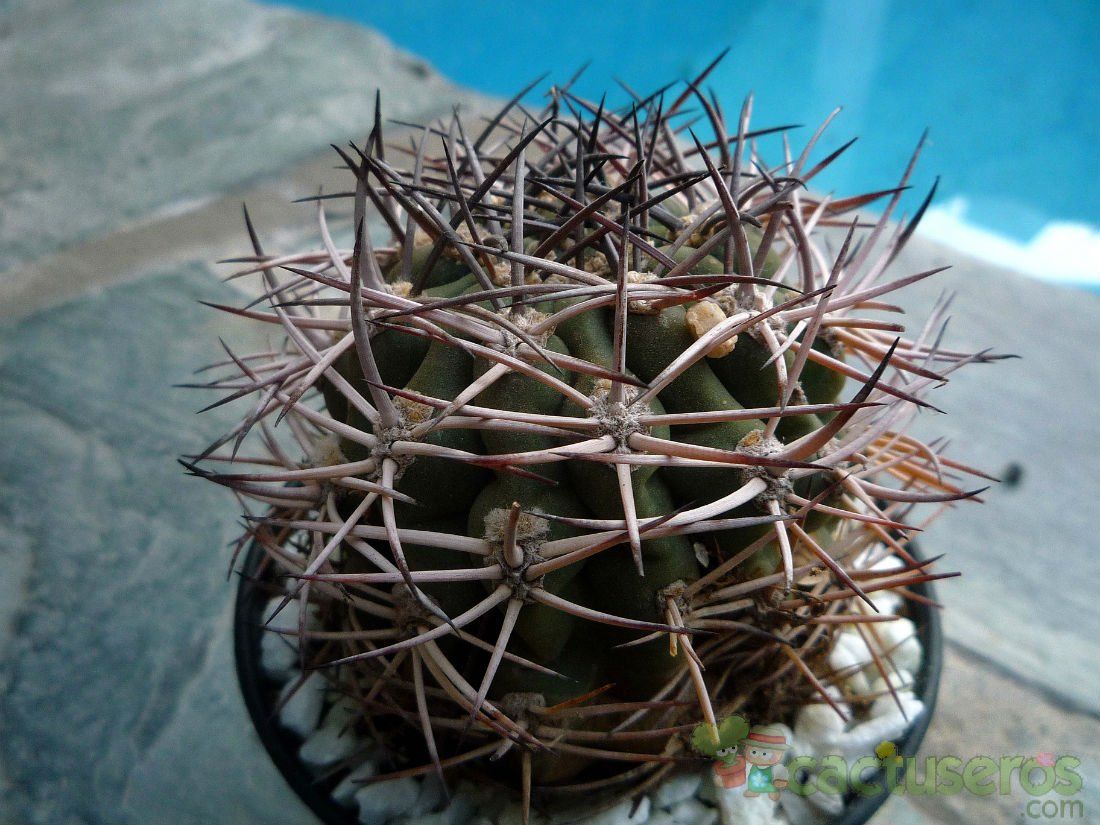 Una foto de Echinopsis thionantha