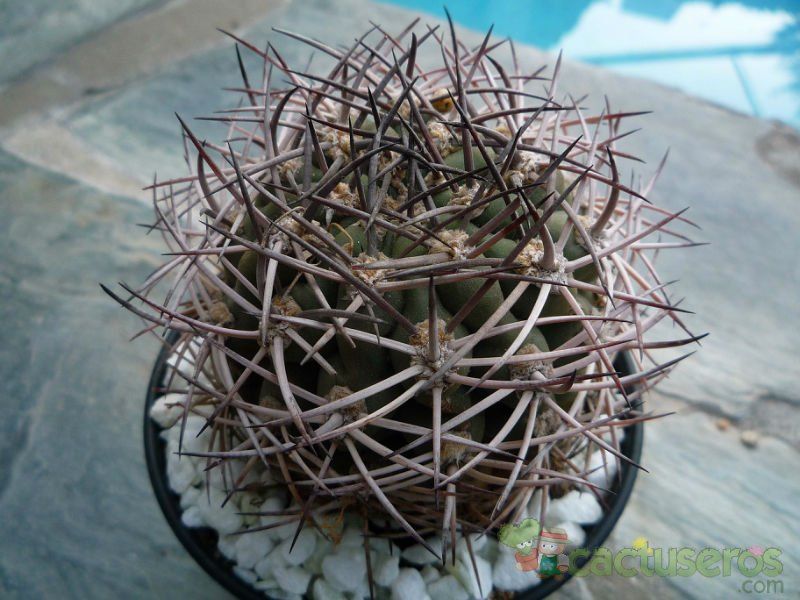 A photo of Echinopsis thionantha