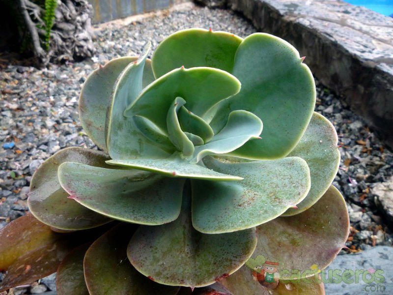 Una foto de Echeveria gibbiflora  