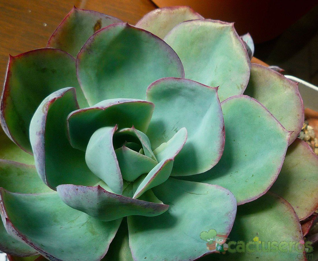Una foto de Echeveria cv. powder blue