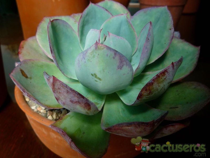 A photo of Echeveria cv. powder blue