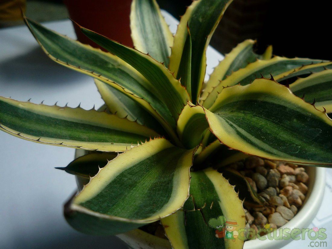 Una foto de Agave univittata fma. quadricolor 