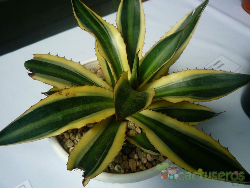 Una foto de Agave univittata fma. quadricolor 