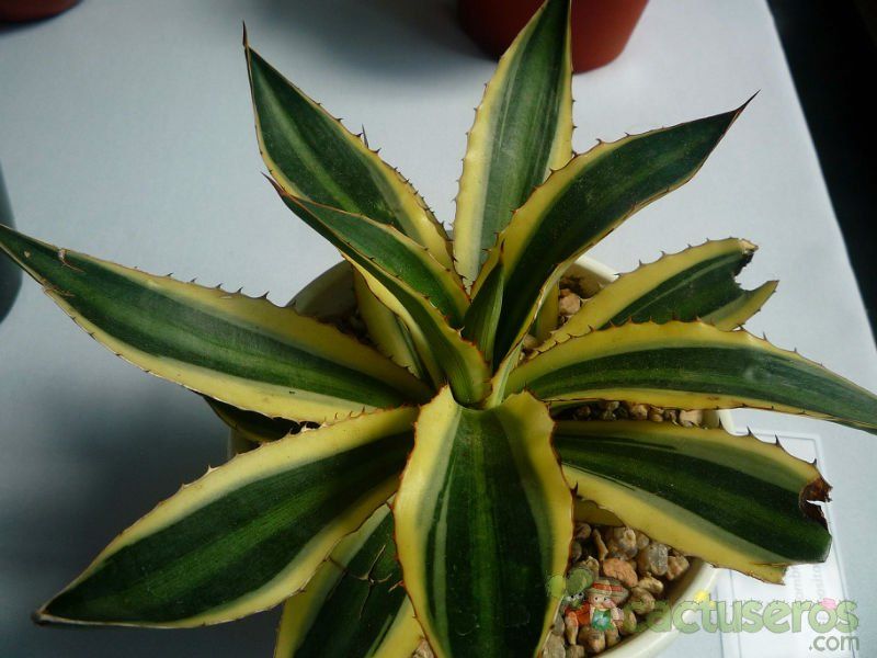Una foto de Agave univittata fma. quadricolor 