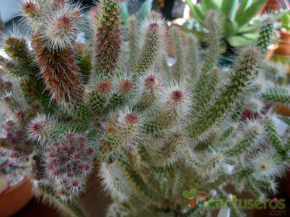 Una foto de Cylindropuntia spinosior