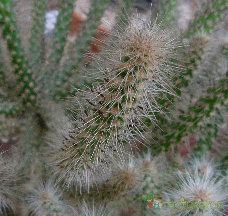 Una foto de Cylindropuntia spinosior