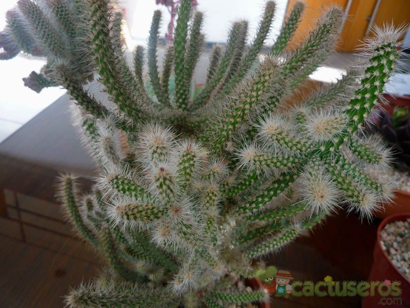 Una foto de Cylindropuntia spinosior