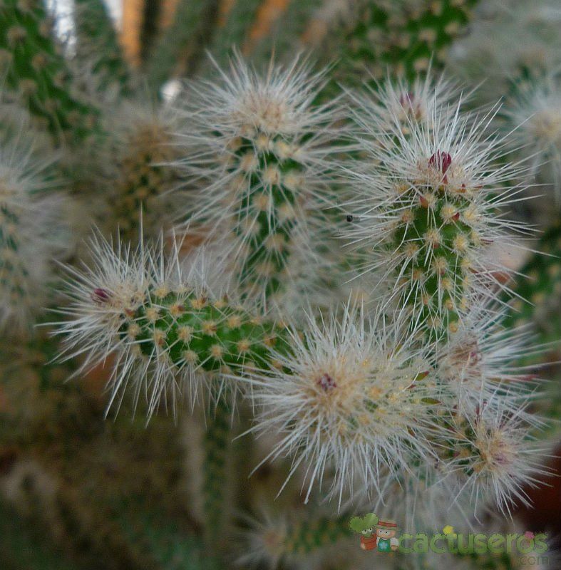 Una foto de Cylindropuntia spinosior