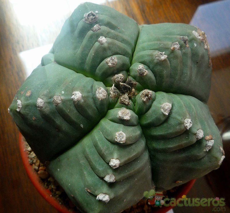 A photo of Astrophytum myriostigma cv. Kikko fma. nudum