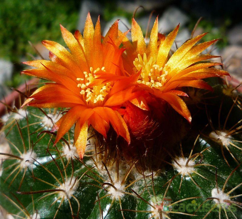 A photo of Parodia schwebsiana