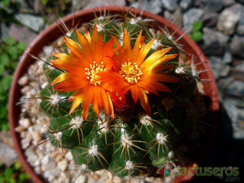 A photo of Parodia schwebsiana