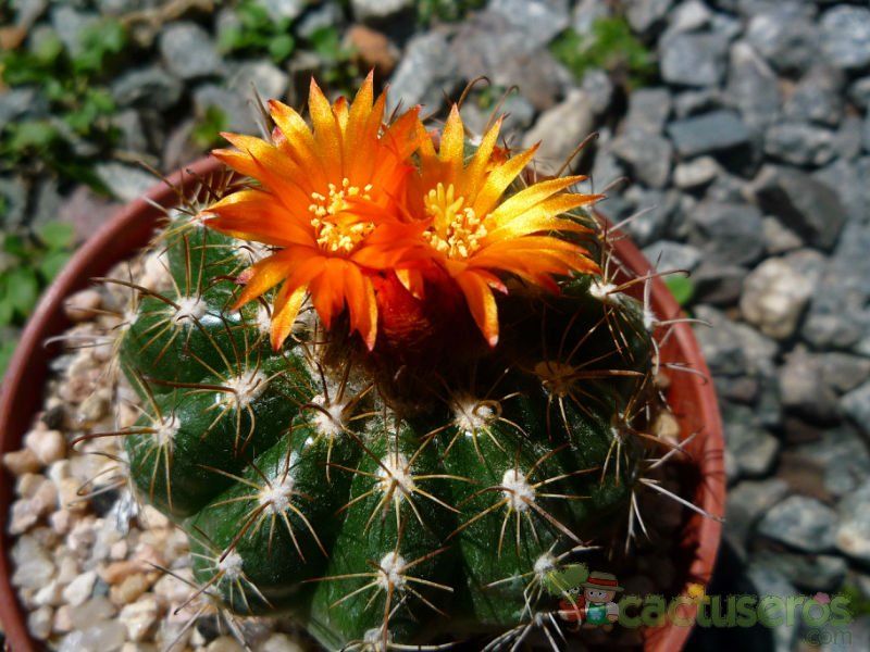 A photo of Parodia schwebsiana