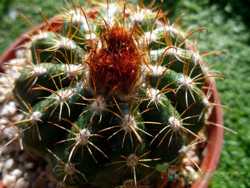 A photo of Parodia schwebsiana