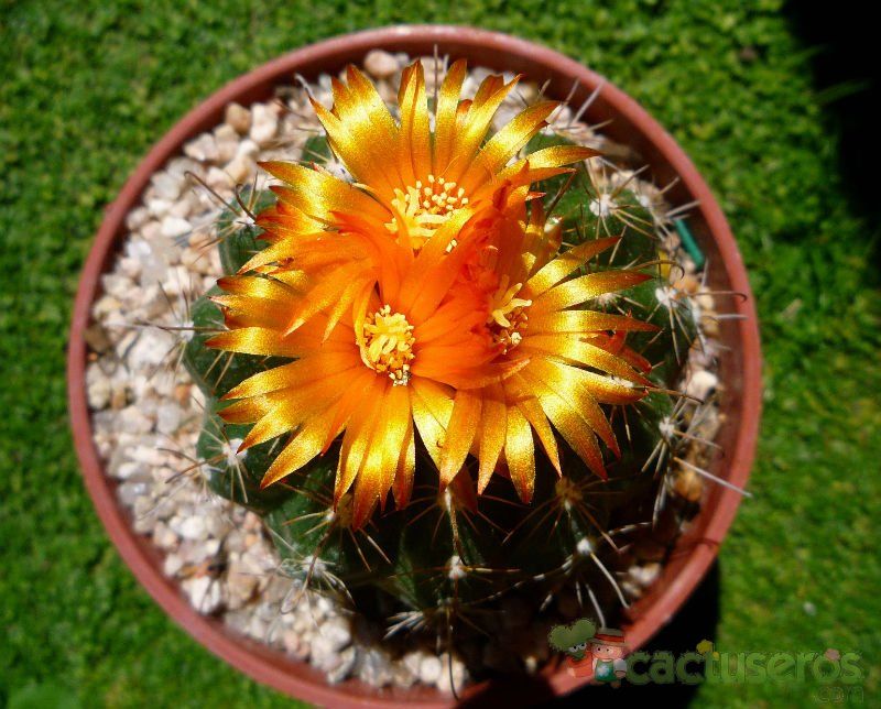A photo of Parodia schwebsiana