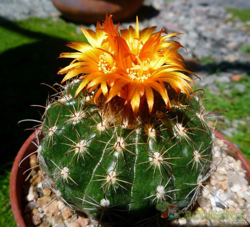A photo of Parodia schwebsiana