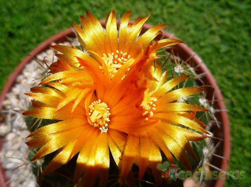 A photo of Parodia schwebsiana